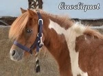 Horse Mon Ami