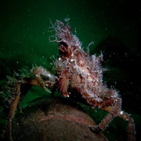 St.Abbs diving