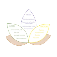 Center Yoga And Meditation