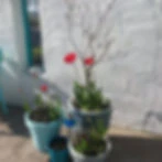 Birch Tree Yoga & Therapy Centre