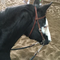 Reigning Paints Riding Arena