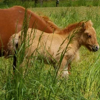 PONEY CLUB D AVANCON