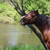 Comme les chevaux d'Ans ...