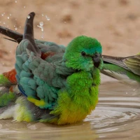 Mallee Bush Retreat