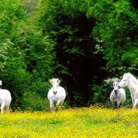 Le Roc au Loup