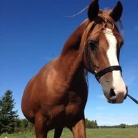Rainbow Ranch Equestrian Centre