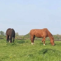 Rivendale Equestrian
