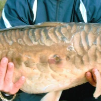 Grove Fisheries