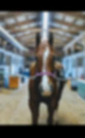 Camberwell Stables