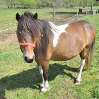 Barn Ranch Pony