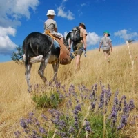 Bamboul'âne Randonnée avec ânes, Camping à la ferme