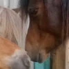 Farm Baby'lone Poneys