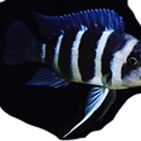 The Fish Barn