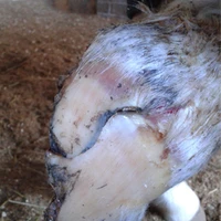 PJ Martin Ltd Farrier