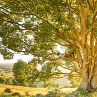 Foundations Complementary Health Centre
