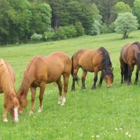 Rockin'k Ranch