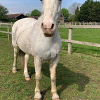 Hartwell Riding Stables Ltd.