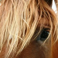 Orchard Farm Riding Centre