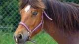 Equestrian Club De Taravas