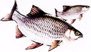Newbury Angling Association