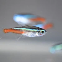 Friendly Fish Aquatics