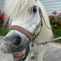 PONEY CLUB DE LA BOHEME