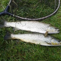 Castle Fisheries