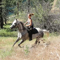 Okanagan Stables