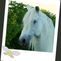 Horse Riding School Du Chateau De Saussy