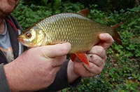 Wimborne and District Angling Club