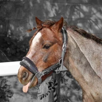 BROAD VIEW RIDING SCHOOL