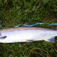 Kintore Angling Club