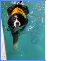 Summerhill Canine Hydrotherapy