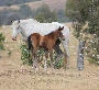 Roseneath Performance Horses