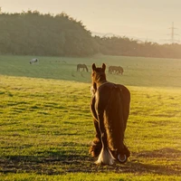 Remus Equestrian Centre Ltd