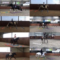 Rebecca Drane Dressage