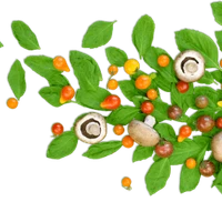 Lords Ayurveda Research Center | Panchakarma courses in kerala | Ayurveda courses in kerala