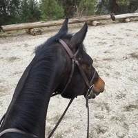 Abigail Equestrian