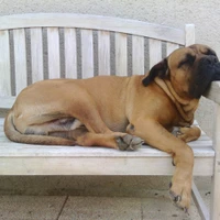 Cool Dog Comportementaliste Canin. Christophe Veil