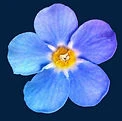 Mind Body Spirit Therapist / Holistic Therapist