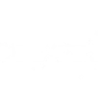 The Dance Experience