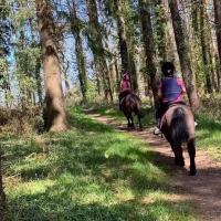 Honeybrook riding stables