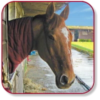 Severnvale Equestrian Centre