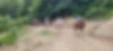 Winding Fences Farm