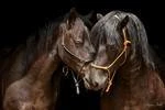 Home Des Poneys
