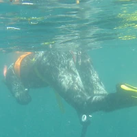 Trieux Diving