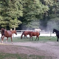 Centre Equestre de Malesse