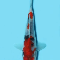 Exclusively Koi Ltd