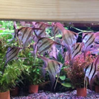 Aquatic Avenue
