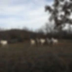 Horsewild